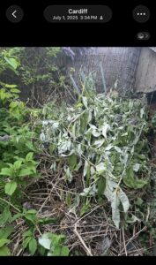 Overgrown garden with a pile of dried, wilted branches and leaves piled against a wooden fence; some purple blossoms peek through.